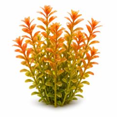 Rotala Rotundifolia Orange Juice 3 9 12 stems aquarium plant for sale