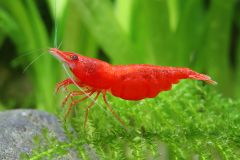 USA Bred Red Cherry Shrimp