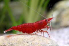 Fire red cherry neocaridina shrimp sitting on a rock