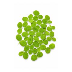 Salvinia Minima Water Spangles floating aquarium plant on white background for shrimp tanks and planted aquariums