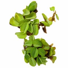 Salvinia Natans floating aquarium plant for freshwater aquariums and shrimp tanks