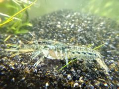 Brazos Dwarf Crayfish (Cambarellus texanus) – USA Bred Mini Lobster for Sale
