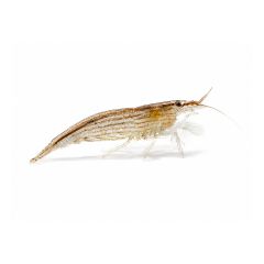 Small bamboo shrimp on white background close-up freshwater aquarium shrimp