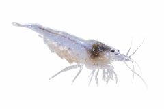 Snowball Shrimp (Neocaridina davidi) isolated on a white background, showcasing its translucent white coloration.