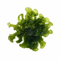 Subwassertang freshwater moss on white background – aquarium plant product image