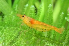 A Tangerine Tiger shrimp swimming in a freshwater aquarium.