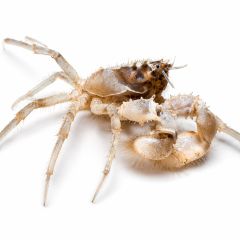 Thai Micro Spider Crab with white background