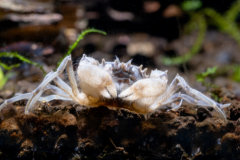 Thai Micro Spider Crab, also known as False Spider Crabs, swims in a freshwater tank.