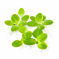 Water Lettuce (Pistia stratiotes) floating aquarium plant