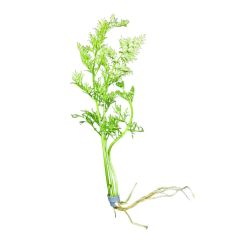 Water Sprite (Ceratopteris thalictroides) live aquarium plant with roots on white background for freshwater planted tanks and shrimp aquariums.