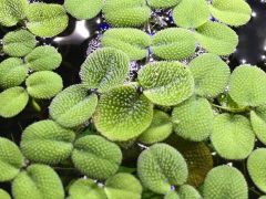 Salvinia Minima - Water Spangles - 3 plants