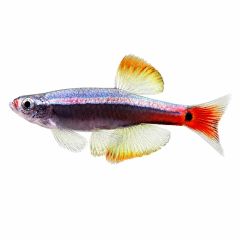 White Cloud Mountain Minnow for sale isolated on white background with red tail, iridescent body, and translucent fins, high-detail aquarium fish product image
