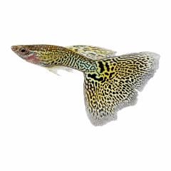Yellow Cobra Guppy male with patterned tail isolated on white background