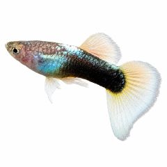 Male yellow tuxedo guppy isolated on white background with metallic blue coloration, black tuxedo pattern, and flowing white-yellow tail fins