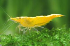Yellow shrimp swimming in a freshwater aquarium.