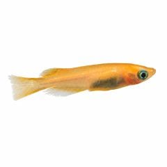 Youkihi Medaka Ricefish isolated on white background showing bright orange Japanese ricefish coloration and translucent fins