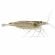 Amano Shrimp for Sale