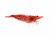 Red Cherry Shrimp for Sale 