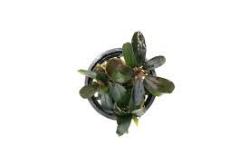 Black Pearl Bucephalandra - Potted