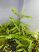 Hygrophila Pinnatifida