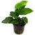 Anubias Barteri - Potted