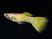 Gold Cobra Delta Guppy