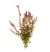 Rotala Rotundifolia Red easy aquarium stem plant for sale at The Shrimp Farm