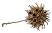 sweet gum pods natural food source for aquarium shrimp