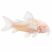 Albino Corydoras for sale Corydoras aeneus albino freshwater fish white background