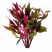 Alternanthera Reineckii live red aquarium plant with vibrant burgundy and green foliage on a white background.