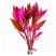 Alternanthera "Rosanervig" live aquarium stem plant for sale at the Shrimp Farm. Add red to your tank!
