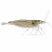 Amano shrimp (Caridina multidentata) on a white background for freshwater planted aquariums and natural algae control.