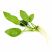 Anubias Nana freshwater aquarium plant with vibrant green leaves and healthy white roots isolated on a white background
