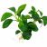 Anubias Nana Petite freshwater aquarium plant with healthy dark green leaves and roots isolated on a white background.