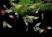 Assorted guppies live fish colorful freshwater aquarium guppies