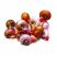 Assorted Ramshorn snails with red, pink, blue, brown, and pearl shell colors isolated on a white background for sale at The Shrimp Farm.