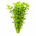 Healthy live Bacopa Caroliniana aquarium plant bunch isolated on a white background.