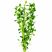 Bacopa monnieri aquarium plant in freshwater tank
