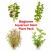 Beginner Aquarium Stem Plant Pack featuring four easy live stem plants for freshwater aquariums and shrimp tanks