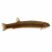 Black kuhli loach (Pangio oblonga) resting on aquarium substrate