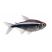 Black Neon Tetra isolated on white background freshwater aquarium schooling fish for sale