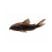 Black Venezuelan Cory catfish isolated on white background for freshwater aquarium setup