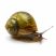 Bladder snail on white background freshwater aquarium cleanup crew snail