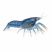 Blue Brazos Dwarf Crayfish on White Background – Freshwater Aquarium Crayfish for Sale