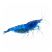 Blue Dream Shrimp (Neocaridina davidi) on a white background showing deep blue coloration and berried female carrying eggs.