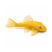 Blue Eye Lemon Bristlenose Pleco L144 on white background for sale at The Shrimp Farm