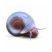 Blue Ramshorn Snail on white background for freshwater aquariums and shrimp tanks