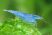 A single Blue Velvet shrimp swimming in a well-maintained freshwater aquarium. Its striking blue coloration stands out against the green of the plants.