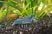 Blue brazos dwarf crayfish peacefully standing in a freshwater aquarium for sale at The Shrimp Farm.