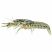 Brazos Dwarf Crayfish (Cambarellus texanus) on White Background – Freshwater Aquarium Crayfish for Sale